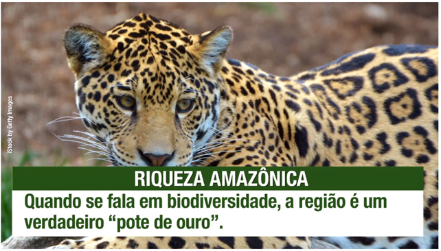 amazonia-2