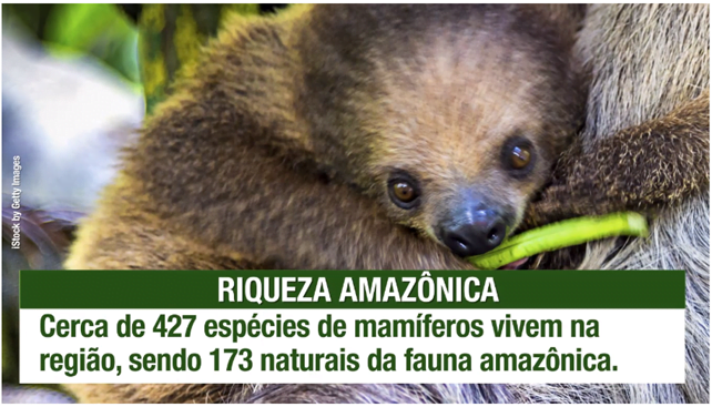 amazonia-5